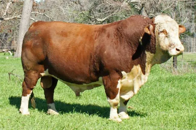 Kurban Hisse Satışı